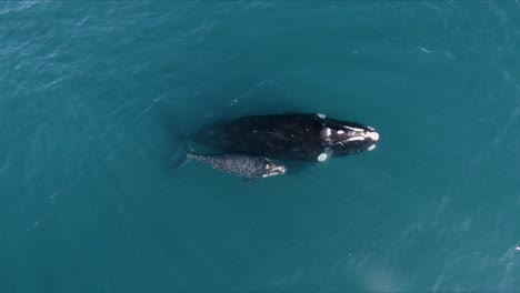 Mother-and-Baby-Whales-Breathing-Together-on-Calm-Waters---Aerial-top-view---Birds-eye