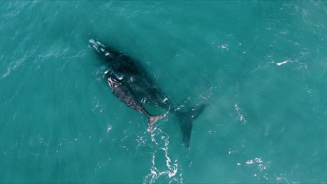 a-Baby-Whale-comming-up-to-Breath-next-to-the-Big-mother---Aerial-Top-View-Slowmotion