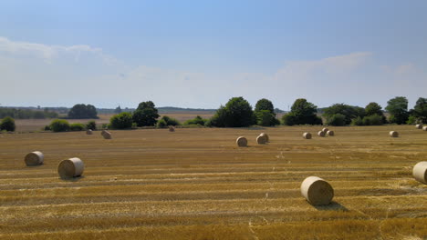 Low-aerial-of-a-harvested-golden-field-with-hay-bales-drying-in-hot-sun,-farming