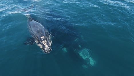 Baby-Whale-Breathing-out-a-nice-Spray---Aerial-close-shot