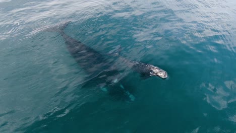 Baby-Whale-Breaching-the-calm-surface-to-breath-a-Spray---Aerial-shot