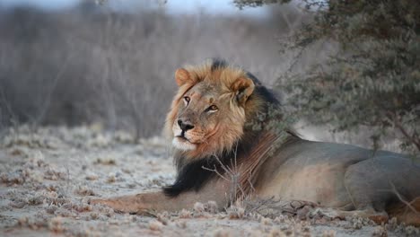 A-wide-shot-of-a-black-maned-lion-resting-and-turning-its-head-to-look-at-the-camera,-Kgalagadi-Transfrontier-Park
