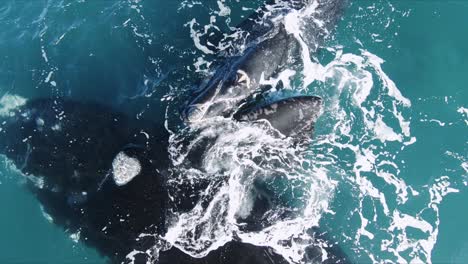 Aerial-close-shot-of-two-Whales-mother-and-calf---Slowmotion