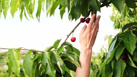 A-woman-reaches-to-get-the-fresh,-ripe-red-cherries-from-the-higher-branches-of-the-tree