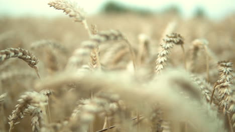 Slow-dolly-right-close-up-of-golden-ears-of-ripe-wheat-in-focus-with-blurred-background