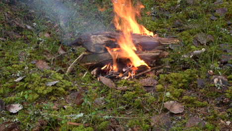 Zeitraffervideo-Eines-Kleinen-Lagerfeuers,-Das-Brennt,-Während-Mehr-Holz-Ins-Feuer-Gelegt-Wird