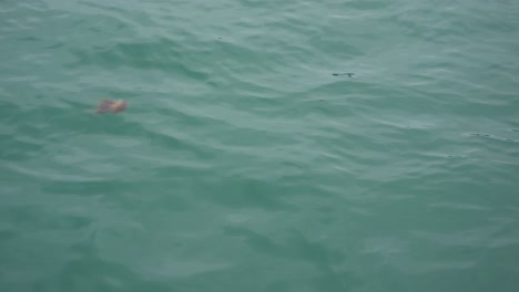 Jellyfish-swimming-in-the-ocean