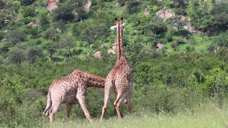 Eine-Ganzkörperaufnahme-Mehrerer-Männlicher-Giraffen,-Die-Sich-Im-Krüger-Nationalpark-Einschnüren