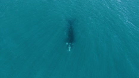 Whale-under-water-from-close-to-wide---Aerial-top-view-zoom-out