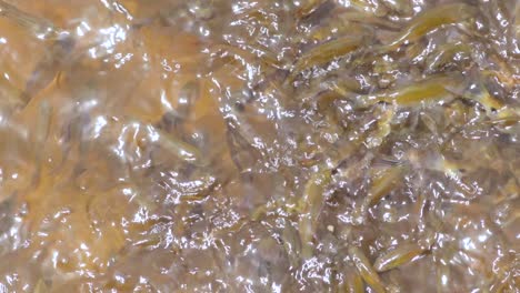Group-of-golden-yellowish-small-fish-fight-for-food-in-the-fresh-waters-60fps-b-roll-clip