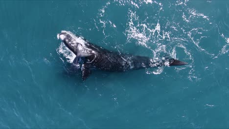 a-Beautiful-Whale-Playing-with-the-baby-rolling-around---Aerial-shot