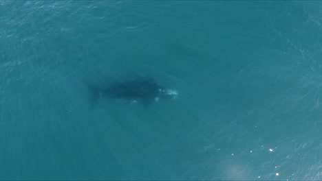 Aerial-wide-to-close-shot-top-view-of-a-Whale-with-a-baby-swimming-peacefully-under-water