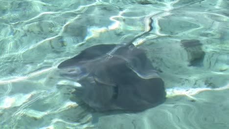 Swimming-with-stingrays-in-Bora-Bora,-French-Polynesia