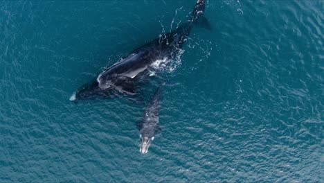 Southern-Right-Whale-Mother-and-Calf-Resting-at-Surface,-AERIAL-PULL-BACK