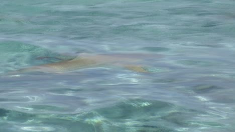 Tiburones-En-Bora-Bora,-Polinesia-Francesa
