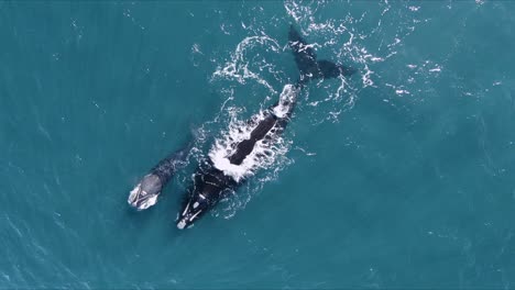 Whale´s-Family-Swimming-and-Breathing-on-the-Surface-of-the-Sea---Aerial-top-view-Slow-motion