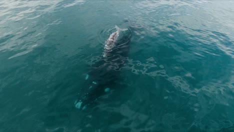 a-Big-Black-Mother-and-a-Grey-Calf-Whales-swimming-on-the-calm-sea---Aerial-Shot-Slowmo