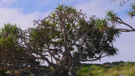 Pandanus-Palm-Trees-Against-The-Bright-Summer-Sky---Crescent-Head-Beach---Sydney,-New-South-Wales,-Australia