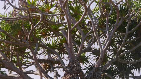 Pandanus-Palm-Trees-At-Crescent-Head-Beach---Sydney,-New-South-Wales,-Australia