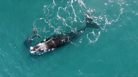 Beautiful-Pair-of-Whales-mother-and-calf-Breathing-at-the-surface---Aerial-Birdseye-view