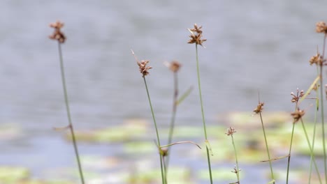 reed-river-grass-leaves-in-focus-as-lake-waters-behind-them-slow-flowing-giving-a-very-relaxed-and-calm-environment-b-roll-clip-slow-motion