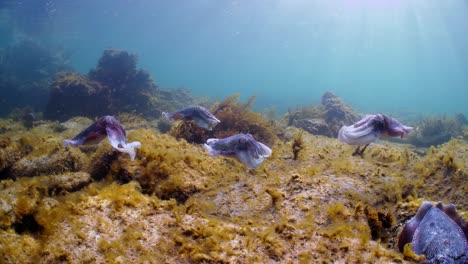 Giant-Australian-Cuttlefish-Sepia-apama-Migration-Whyalla-South-Australia-4k-slow-motion,-mating,-laying-eggs,-fighting,-aggregation,-underwater
