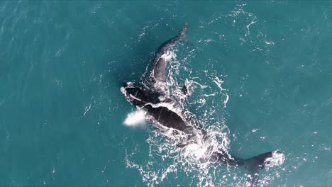 Close-shot-of-two-Whales-mother-and-calf-zooming-out---Aerial-top-view-Birdseye