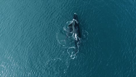 Top-down-View-Of-A-Southern-Right-Whale-Mother-Hugging-Her-Calf-In-The-Water-Surface---aerial