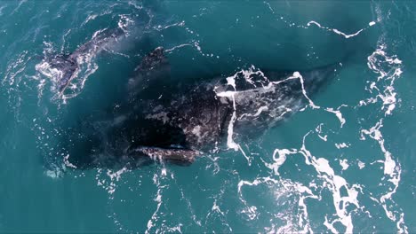 Big-Whale-Up-side-Down-turning-around-and-breathing-at-the-surface---Aerial-top-view-zoom-out