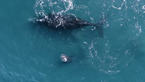 Whale-mother-nursing-in-the-Peninsula-Valdes,-Patagonia-Argentina---Aerial-shot-Slowmotion