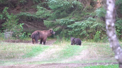 bears-playing-in-the-woods-with-cub