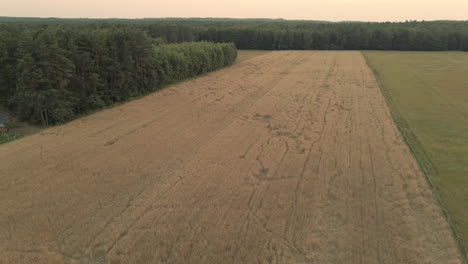 Ein-Von-Tieren-Zerstörtes-Getreidefeld,-Viele-Spuren-Der-Tiere-Auf-Der-Feldoberfläche,-In-Der-Nähe-Von-Grünem-Wald