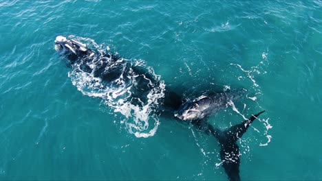 baby-Whale-on-mother´s-tail-on-the-surface-of-the-turquoise-sea---Aerial-shot