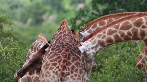 A-medium-close-up-of-four-male-giraffes-gently-necking-with-one-another,-Kruger-National-Park