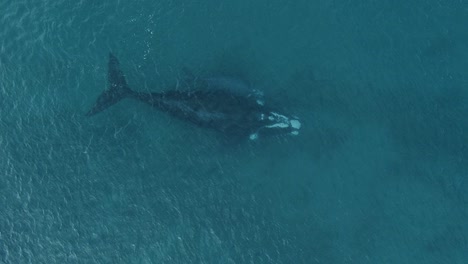 A-Mother-Southern-Right-Whale-And-Its-Calf-Under-The-Bright-Blue-Ocean---aerial-top-down-shot