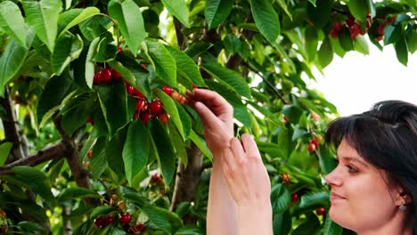 Young-woman-hand-picking-fresh-cherries-direct-from-the-tree