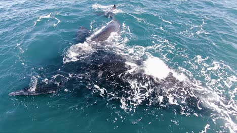 Whale-mother-up-side-down-playing-with-the-calf-above-their-belly---Aerial-shot