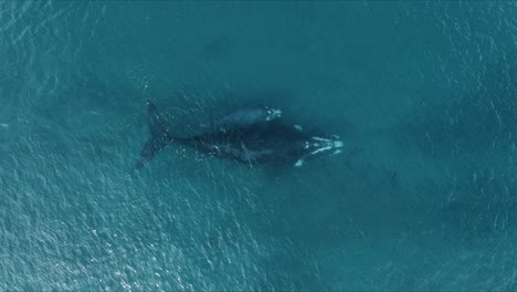 Mother-and-Baby-Whales-Coming-Up-for-Air,-AERIAL