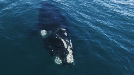 Big-Southern-Right-Whale-Blowing-out-spray-at-the-surface--Aerial-shot-Slowmo