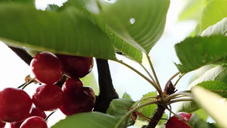 Handheld-shot-of-beautiful-ripe-red-cherries-in-the-summer-sun