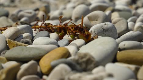 Big-wasp-eating-rotten-grapes-leftover-on-pebbles-of-the-beach