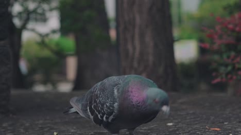 Rock-Pigeons-Feeding-On-The-Ground-In-The-Street-Of-Tokyo,-Japan