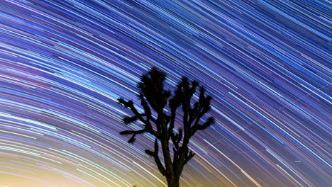 Star-trails-appear-behind-the-silhouette-of-a-Joshua-tree-then-reverse-to-create-a-magically-delightful-endlessly-looping-astrophotography-time-lapse