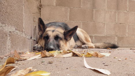 Lazy-foster-german-shepherd-dog-taking-rest-in-backyard