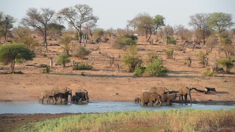 A-extreme-wide-shot-of-a-breeding-herd-of-elephants-arriving-at-a-waterhole-in-Kruger-National-Park