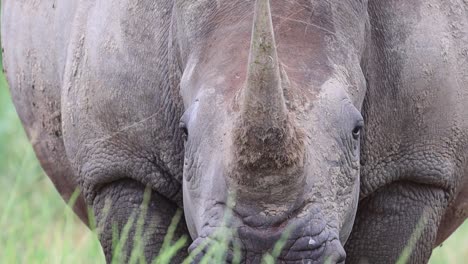 A-frontal-close-up-of-a-white-rhino-standing-in-the-lush-green-grass,-eating