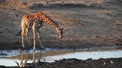 Eine-Breite-Aufnahme-Von-Zwei-Erwachsenen-Giraffen,-Die-Im-Goldenen-Licht-Im-Krüger-Nationalpark-Trinken