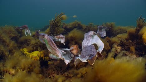 Riesige-Australische-Tintenfische-Sepia-Apama-Migration-Whyalla-Südaustralien-4k-Zeitlupe,-Paarung,-Eier-Legen,-Kämpfen,-Aggregation,-Unter-Wasser