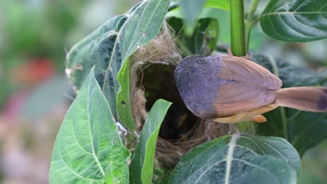 Ashy-Wren-Warbler-Füttert-Junge-Nestlinge