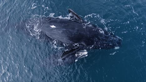 Möwen-Fliegen-über-Die-Mutter-Und-Das-Kalb-Des-Südlichen-Glattwals,-Die-Auf-Der-Oberfläche-Des-Blauen-Ozeans-In-Patagonien,-Argentinien,-Schwimmen